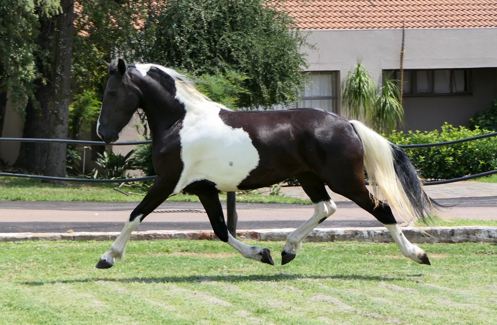 Azaliah Barock Pinto Stud, Pretoria, Georgia